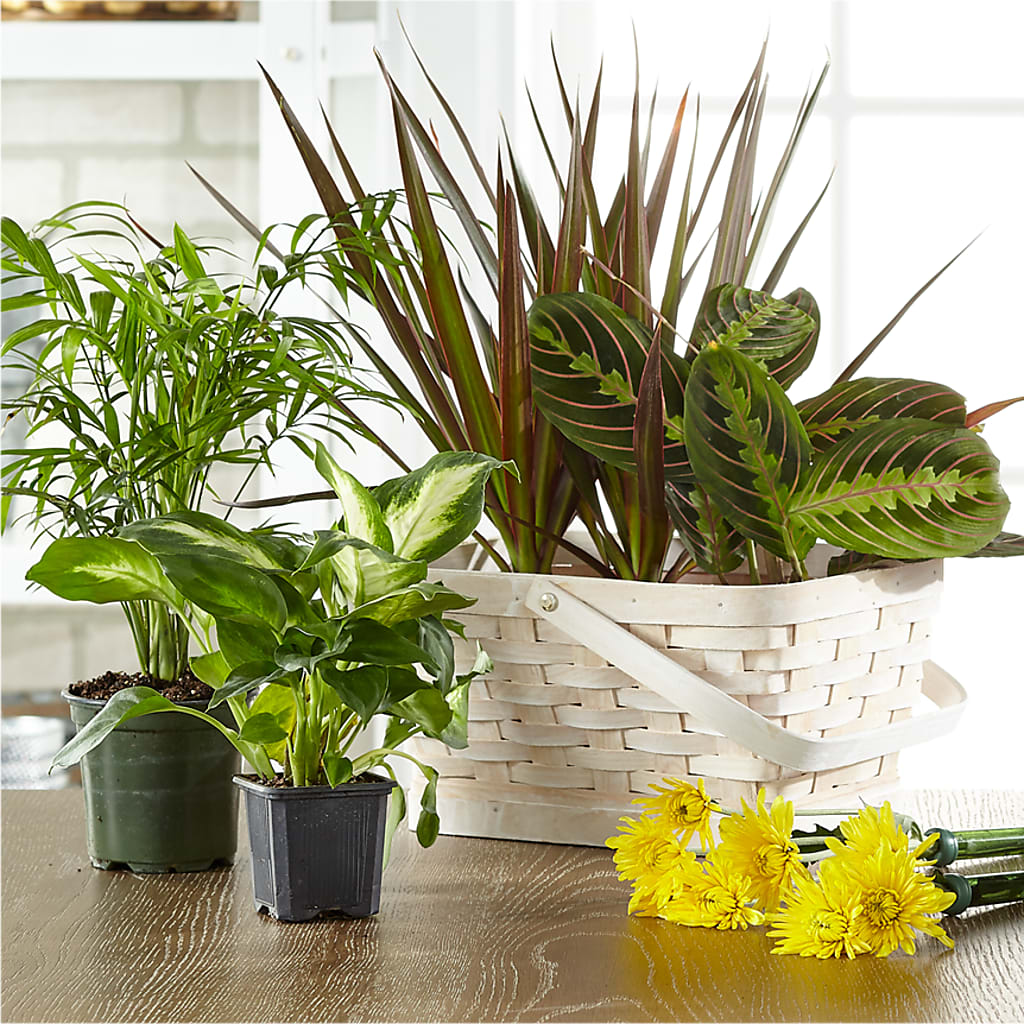 Florist Designed Blooming and Green Plants in a Basket – Guru Flowers, Port Saint Lucie FL