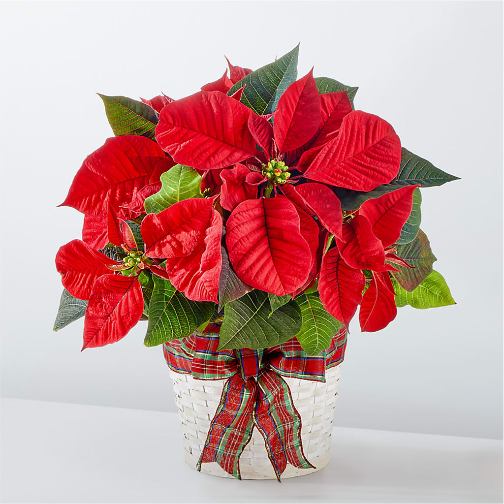 Happiest Holidays Poinsettia – Guru Flowers, Port Saint Lucie FL
