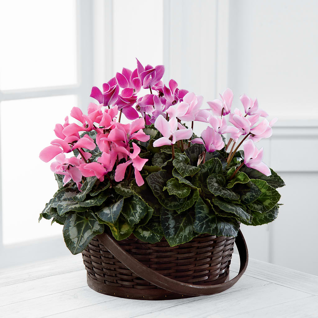 Mixed Cyclamen Planter – Guru Flowers, Port Saint Lucie FL