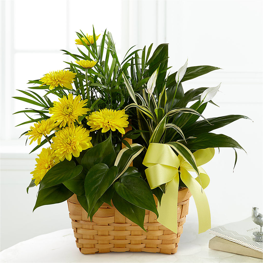 Loving Light Dishgarden – Guru Flowers, Port Saint Lucie FL