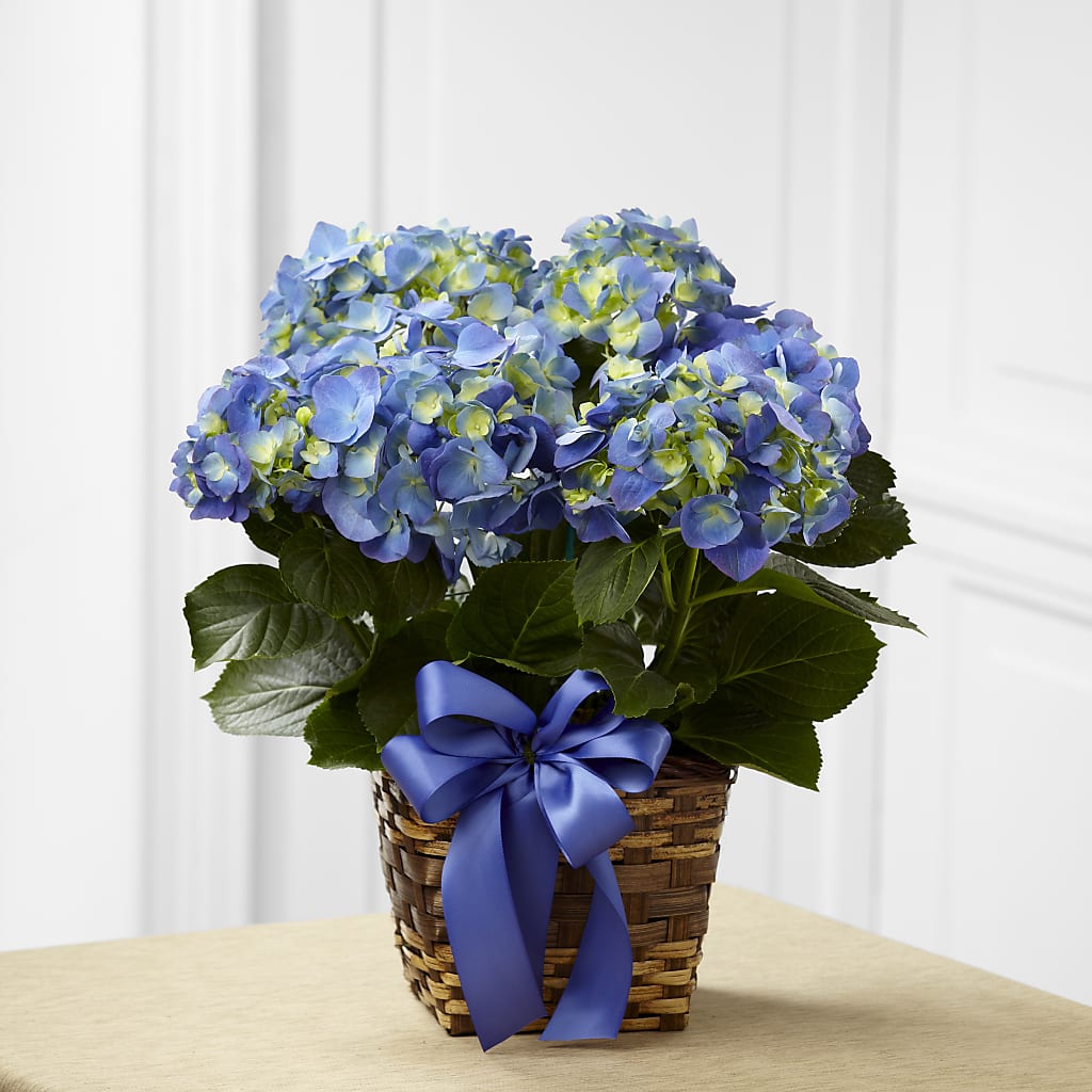 Blue Hydrangea Planter – Guru Flowers, Port Saint Lucie FL
