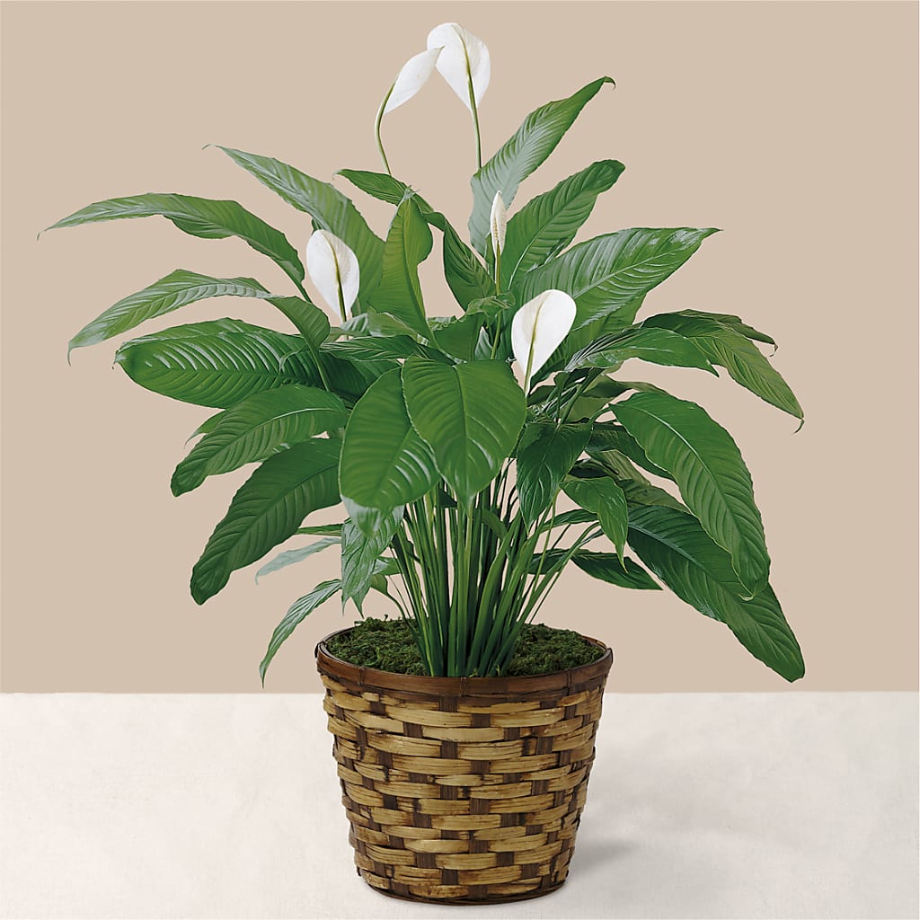 Tranquil Moments Peace Lily Plant – Guru Flowers, Port Saint Lucie FL
