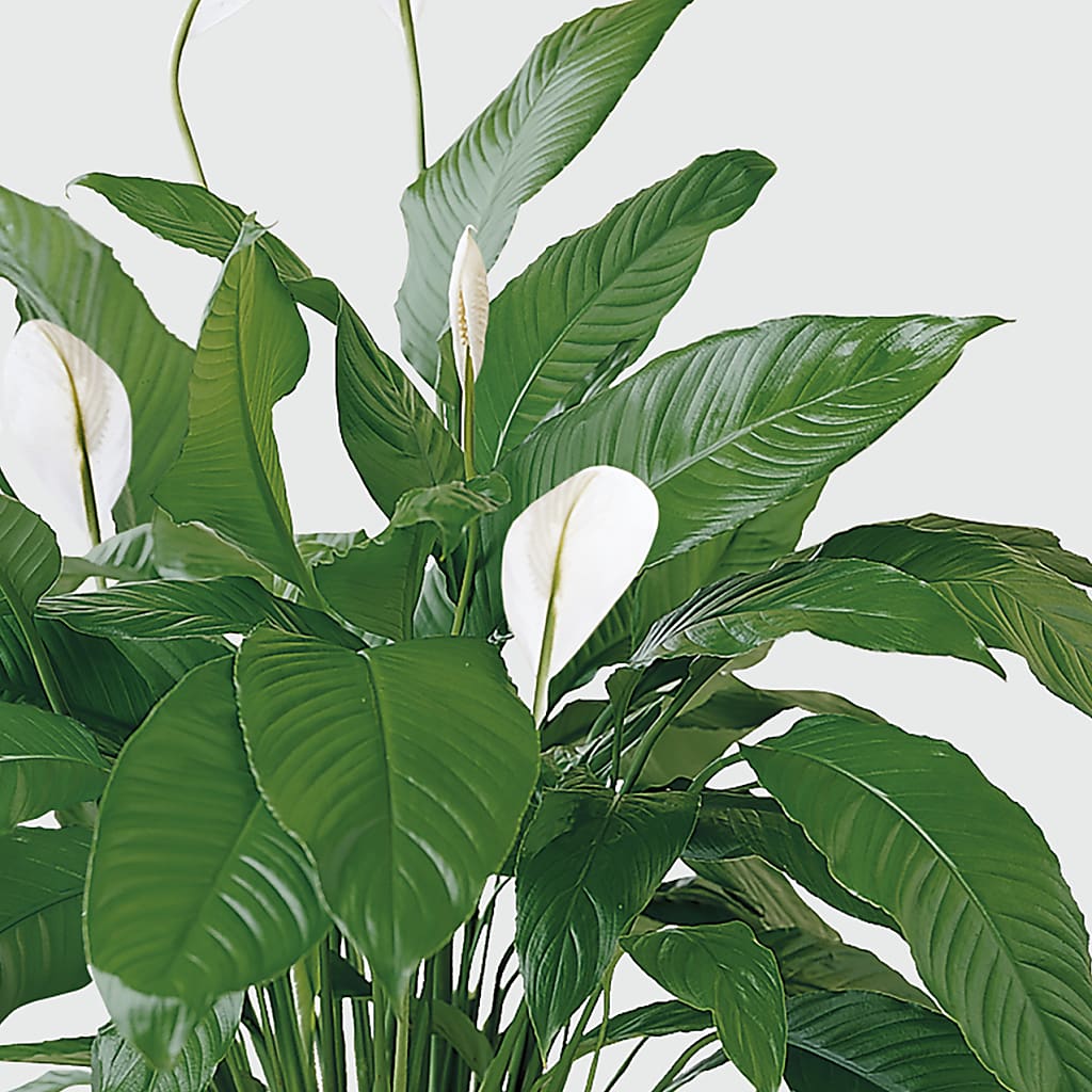 Tranquil Moments Peace Lily Plant – Guru Flowers, Port Saint Lucie FL