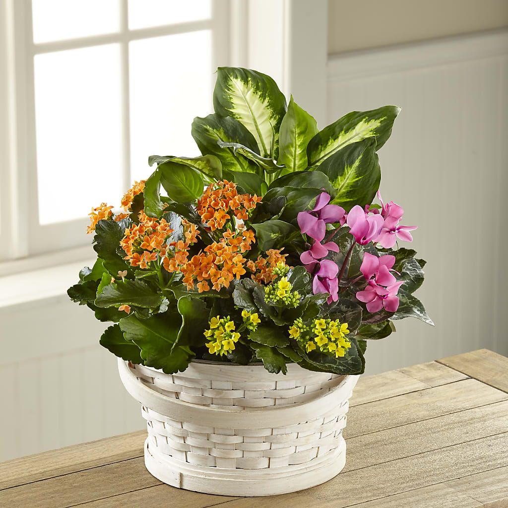 Color Crush Dishgarden – Guru Flowers, Port Saint Lucie FL