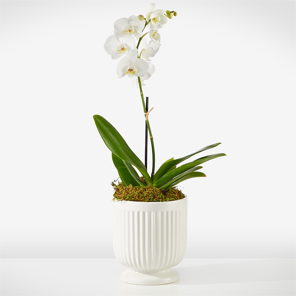 Whispering White Orchid – Guru Flowers, Port Saint Lucie FL