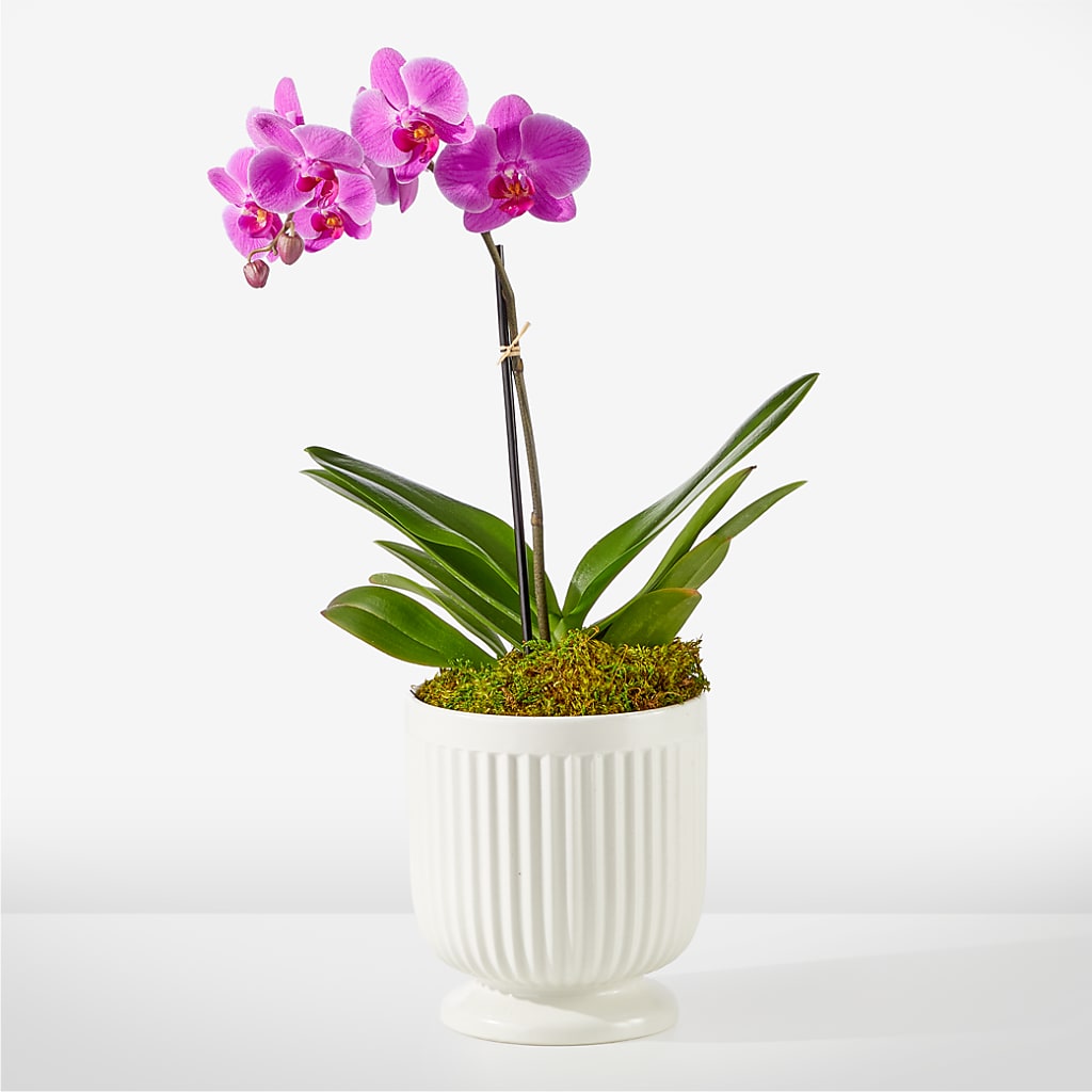 Friendly Fuchsia Orchid – Guru Flowers, Port Saint Lucie FL
