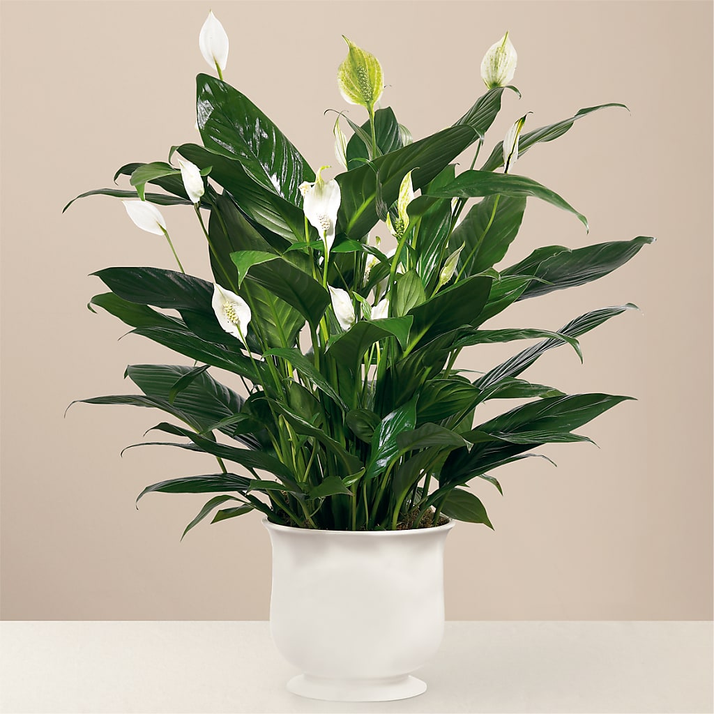Comfort Planter – Guru Flowers, Port Saint Lucie FL