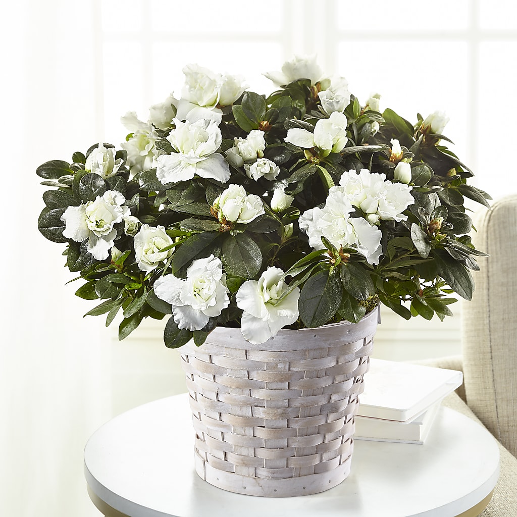 White Azalea Plant – Guru Flowers, Port Saint Lucie FL