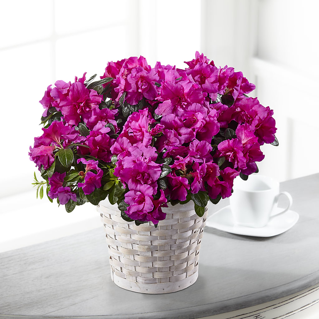 Hope & Serenity Azalea Plant – Guru Flowers, Port Saint Lucie FL