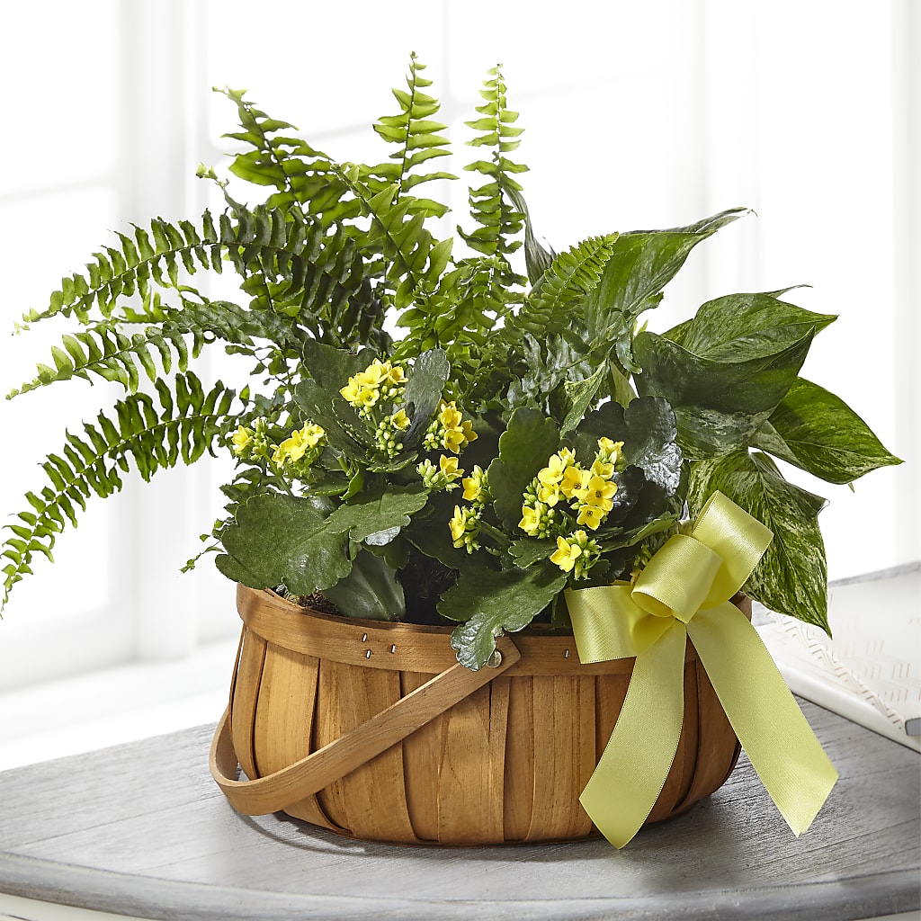 Always Dear Dishgarden – Guru Flowers, Port Saint Lucie FL
