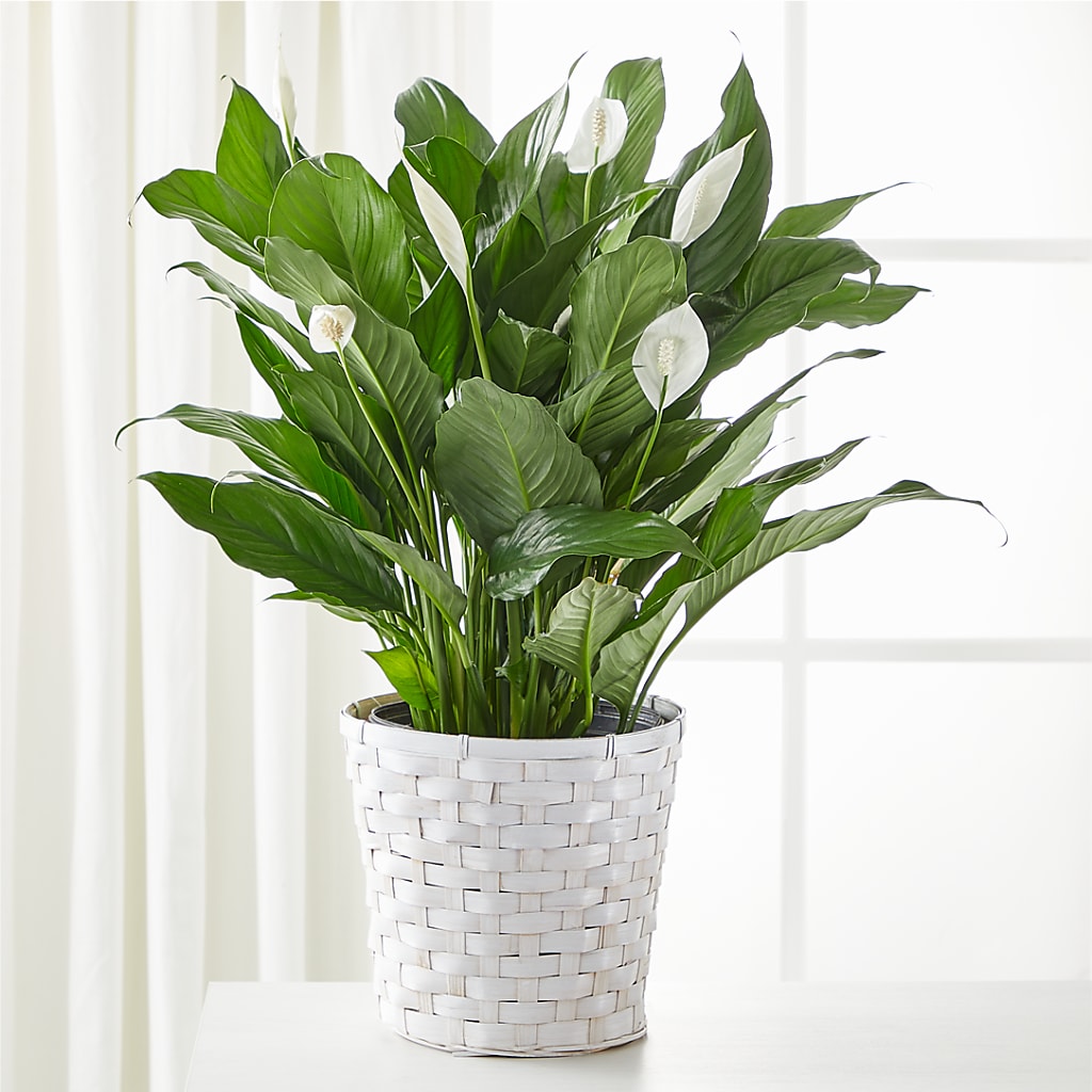 A New Leaf Peace Lily – Guru Flowers, Port Saint Lucie FL