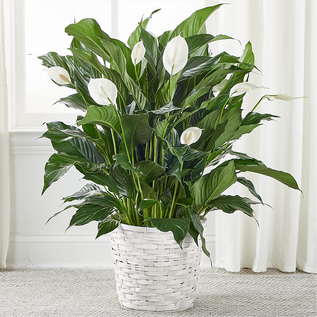 A New Leaf Peace Lily – Guru Flowers, Port Saint Lucie FL