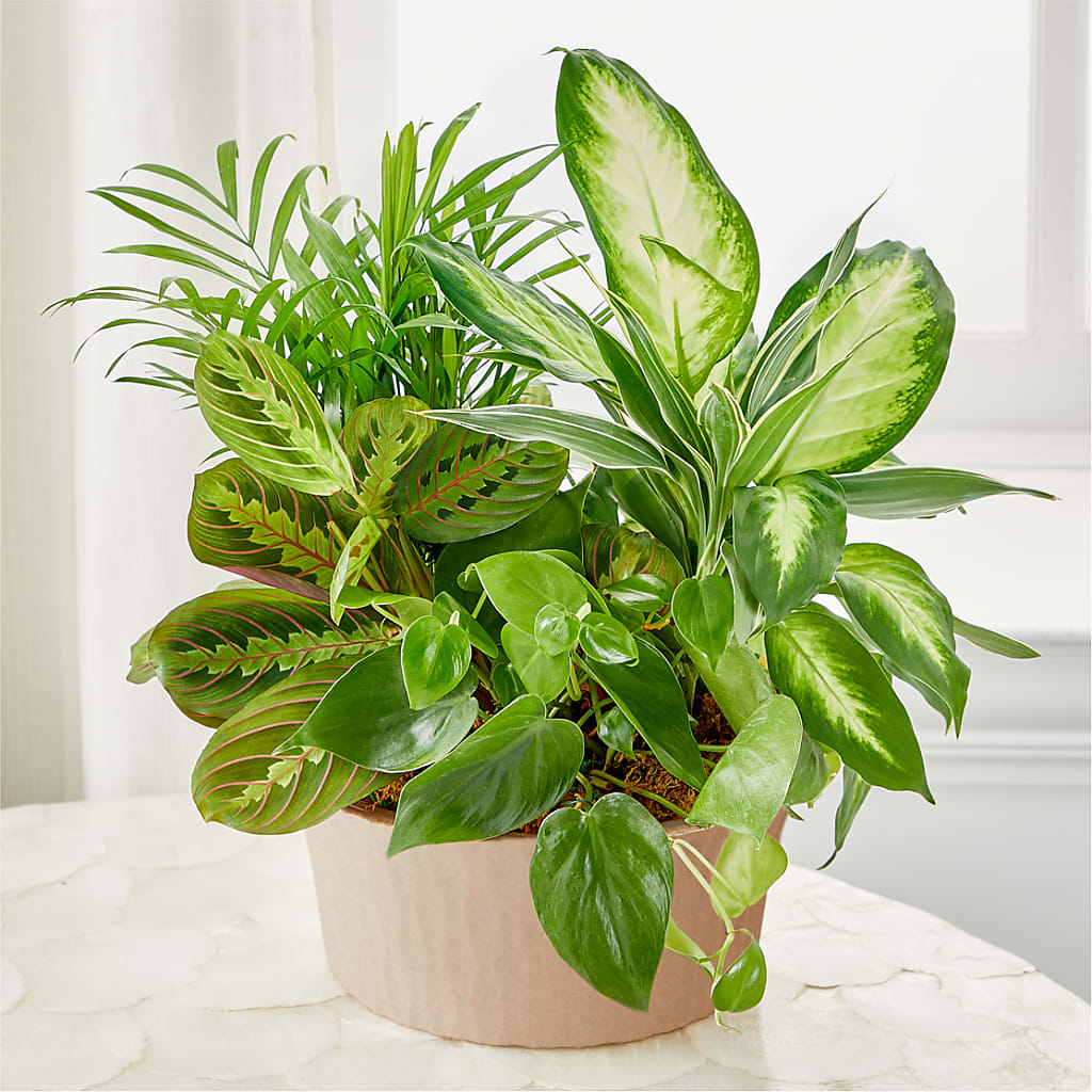 Balance & Harmony Dishgarden – Guru Flowers, Port Saint Lucie FL