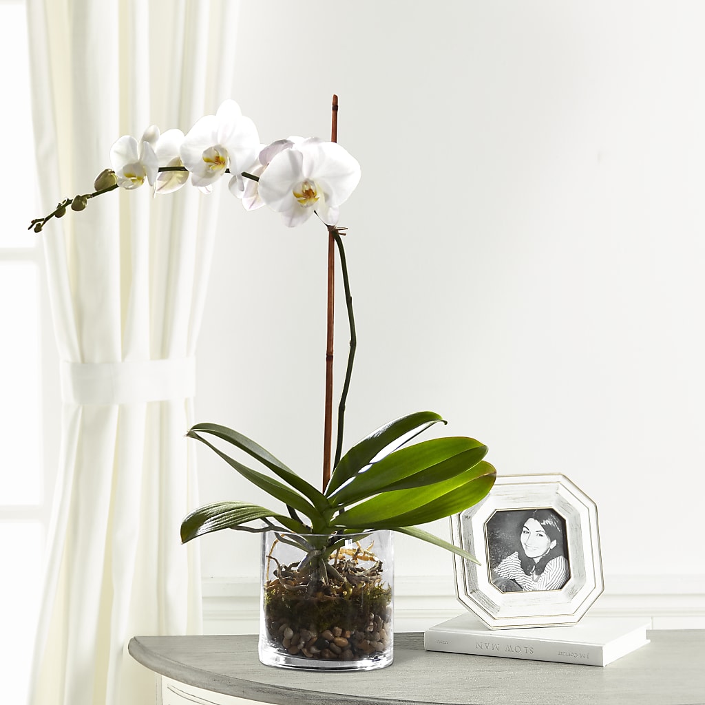 White Orchid Planter – Guru Flowers, Port Saint Lucie FL