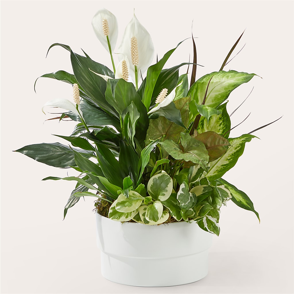 Radiating Positivity Dishgarden – Guru Flowers, Port Saint Lucie FL