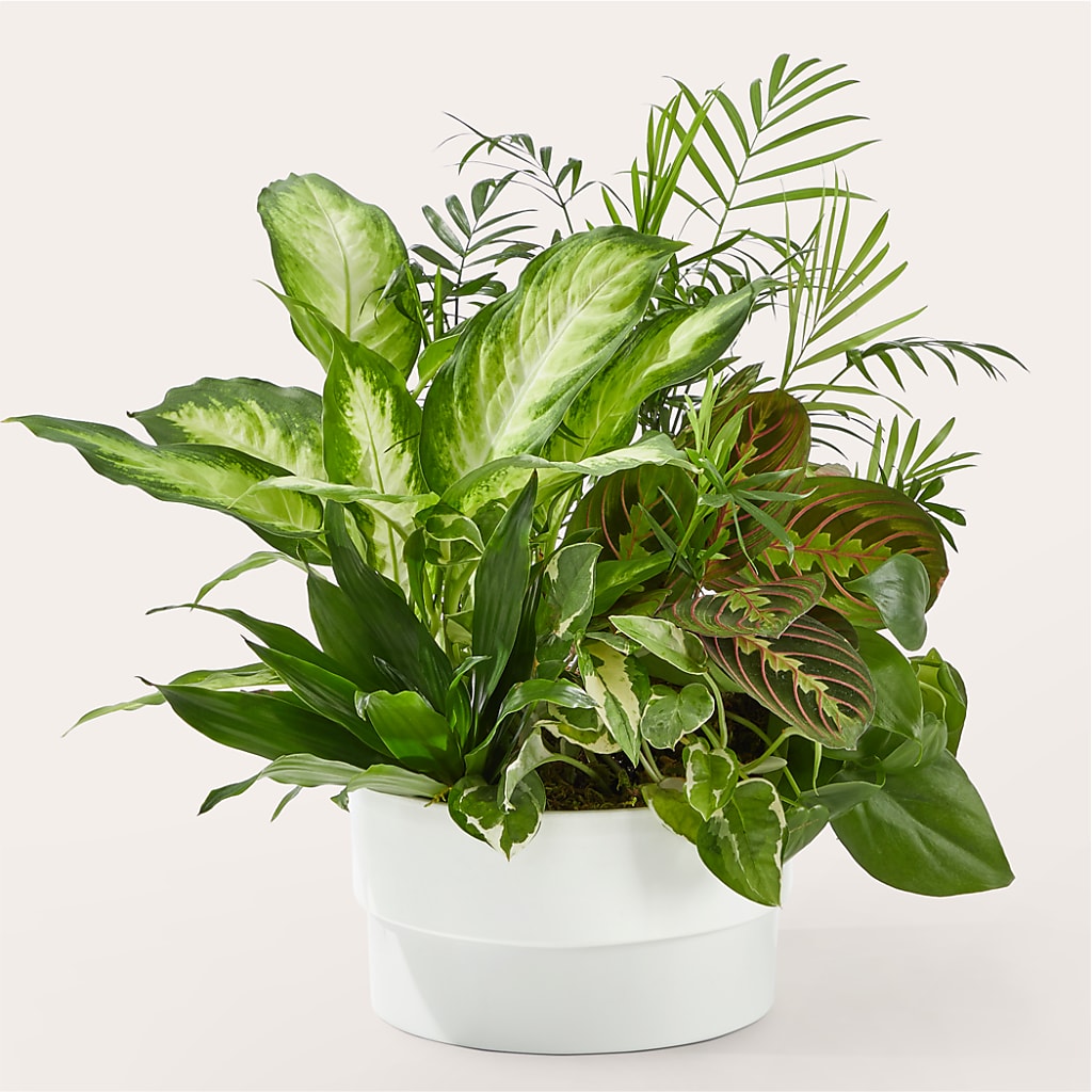 Radiating Positivity Dishgarden – Guru Flowers, Port Saint Lucie FL