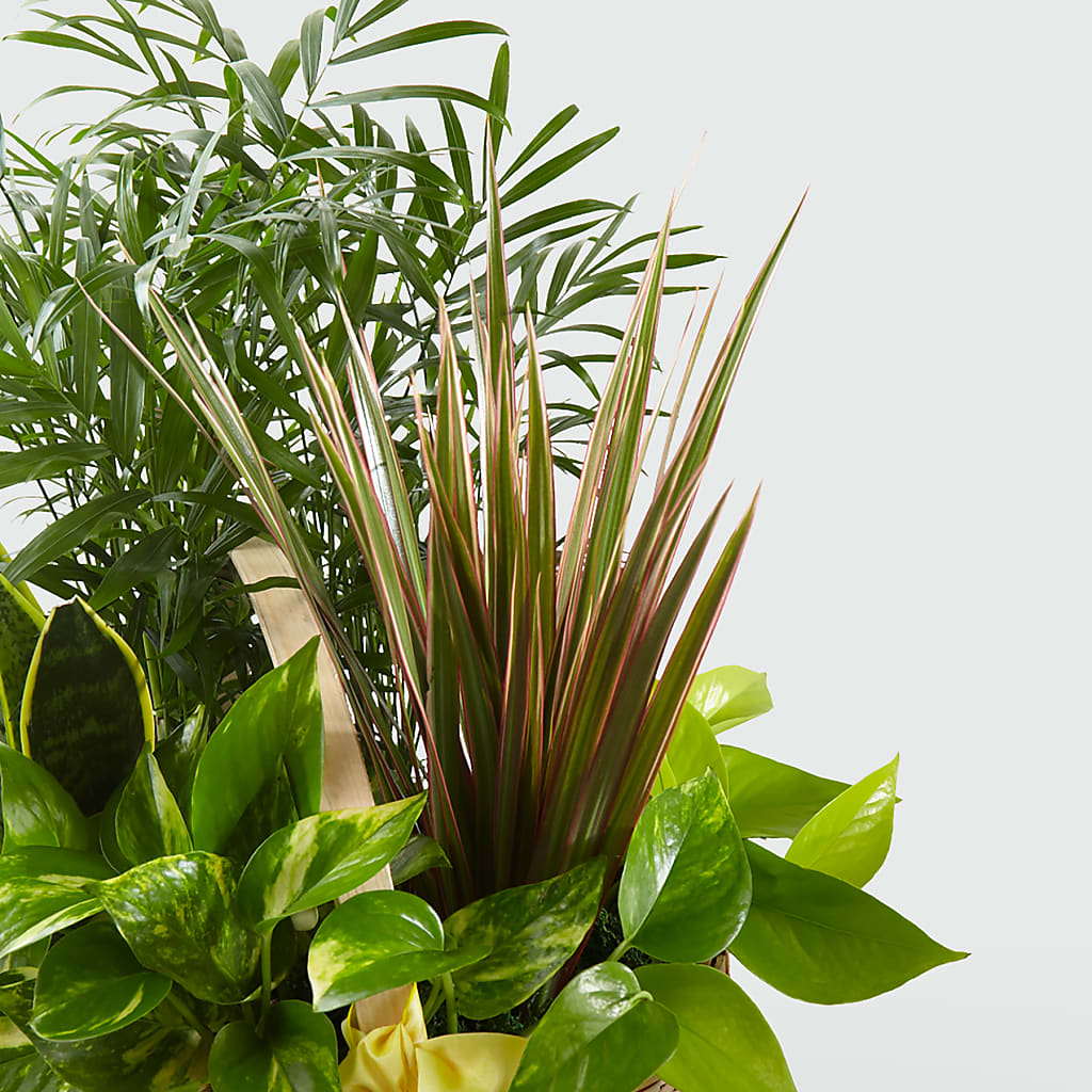 French Garden –  Guru Flowers, Port Saint Lucie FL