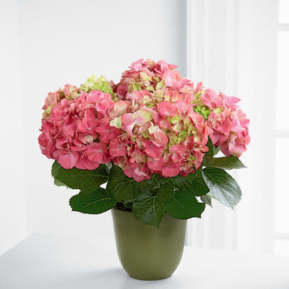 Pink Hydrangea Planter –  Guru Flowers, Port Saint Lucie FL