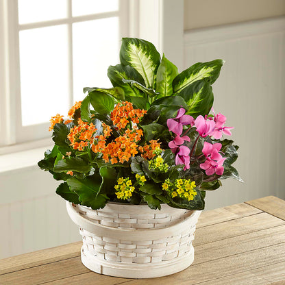 Color Crush Dishgarden –  Guru Flowers, Port Saint Lucie FL