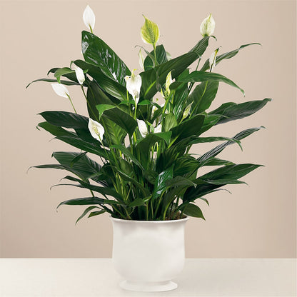 Comfort Planter –  Guru Flowers, Port Saint Lucie FL