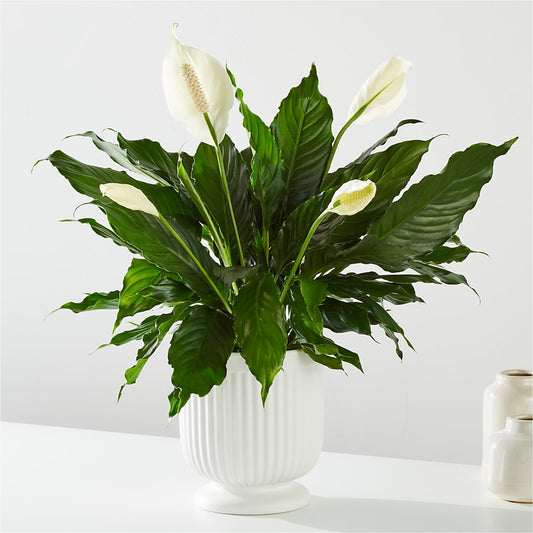 Comfort Planter –  Guru Flowers, Port Saint Lucie FL
