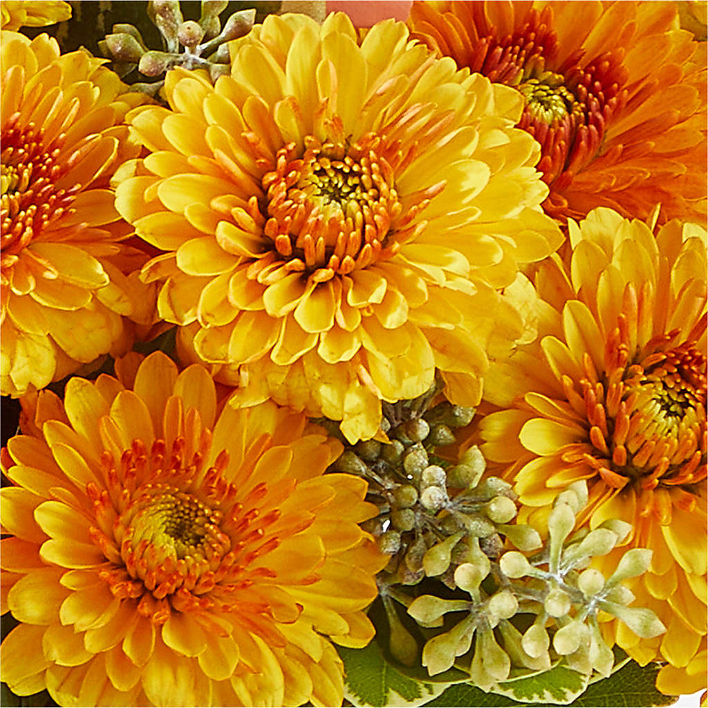 Peachy Pumpkin –  Guru Flowers, Port Saint Lucie FL