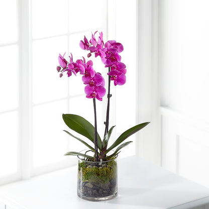 Pink Orchid Plant –  Guru Flowers, Port Saint Lucie FL