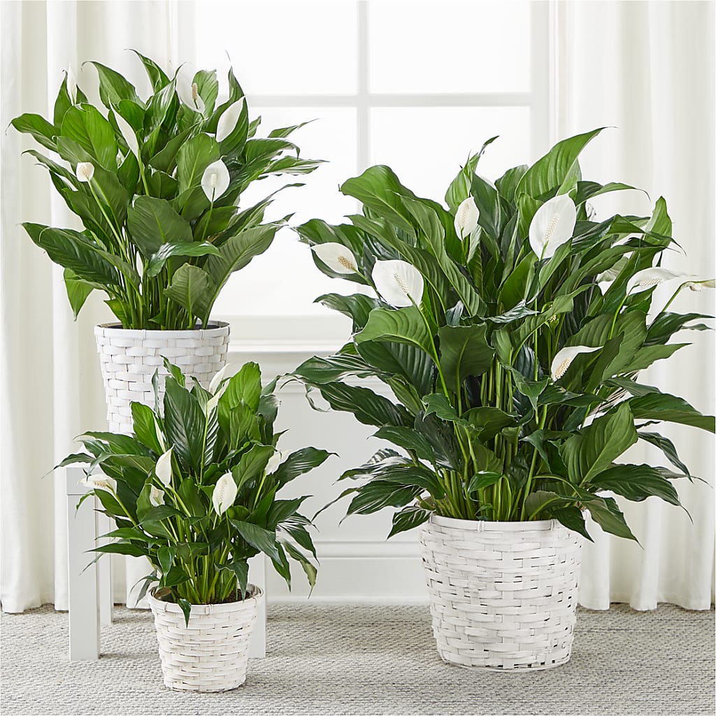 A New Leaf Peace Lily –  Guru Flowers, Port Saint Lucie FL