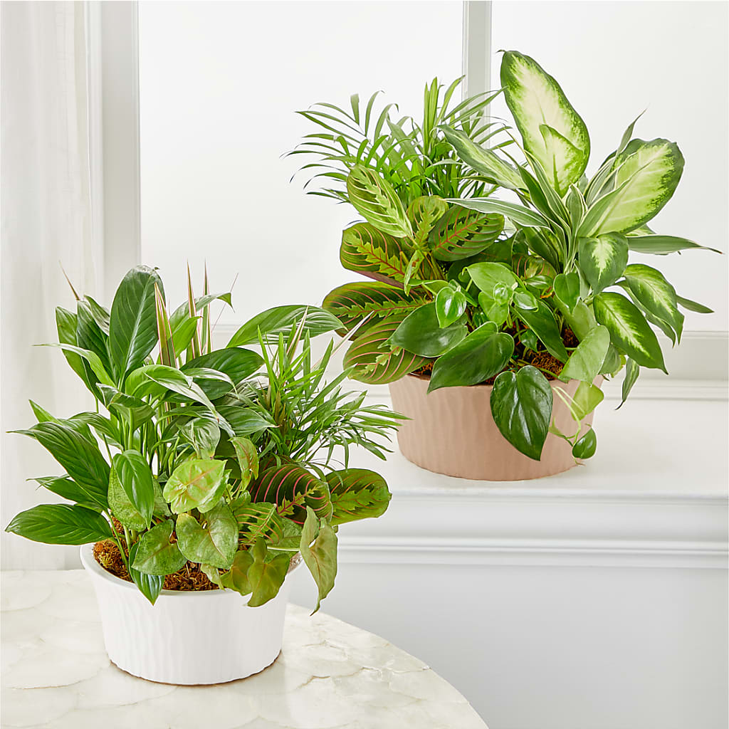 Balance & Harmony Dishgarden –  Guru Flowers, Port Saint Lucie FL