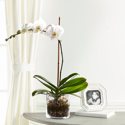 White Orchid Planter –  Guru Flowers, Port Saint Lucie FL