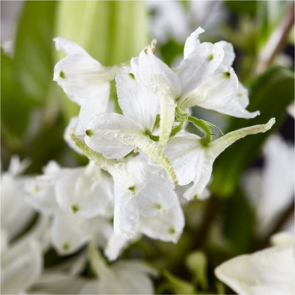 Classic Ivory – A Florist Original –  Guru Flowers, Port Saint Lucie FL