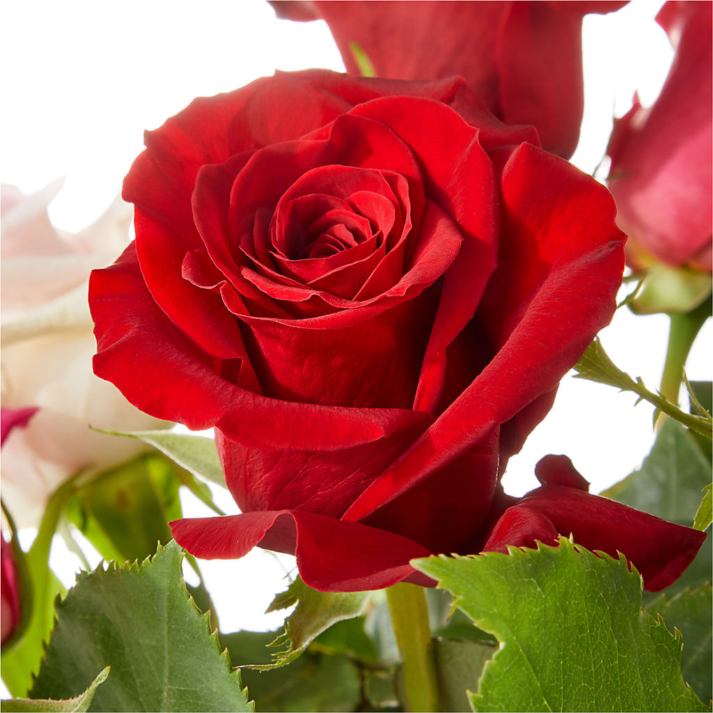 Love Notes Rose Bouquet –  Guru Flowers, Port Saint Lucie FL